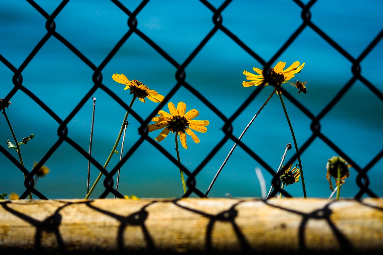 flower sunflower garden free photo