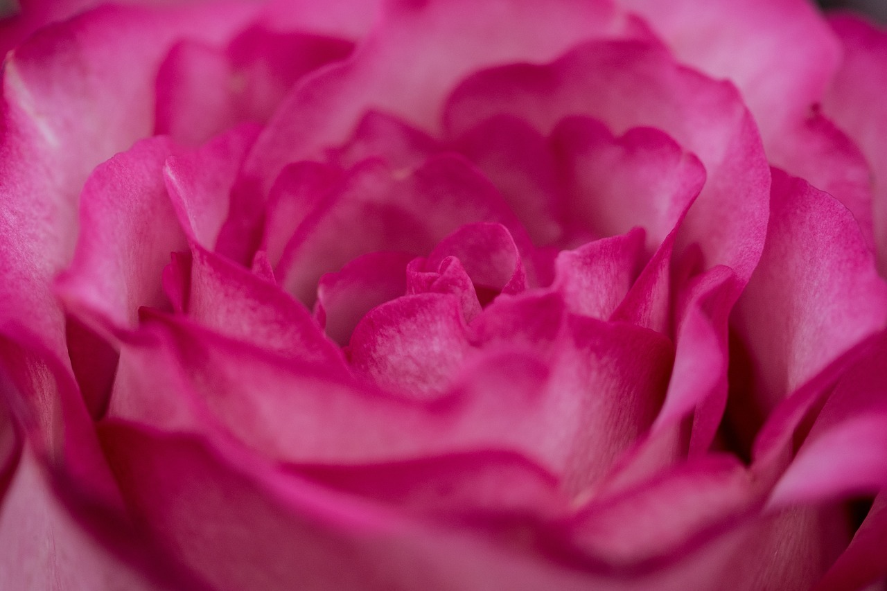 flower pink petal free photo
