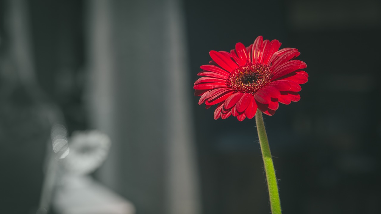 flower red petal free photo