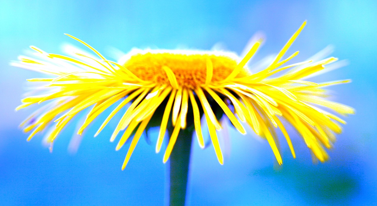 flower yellow petal free photo