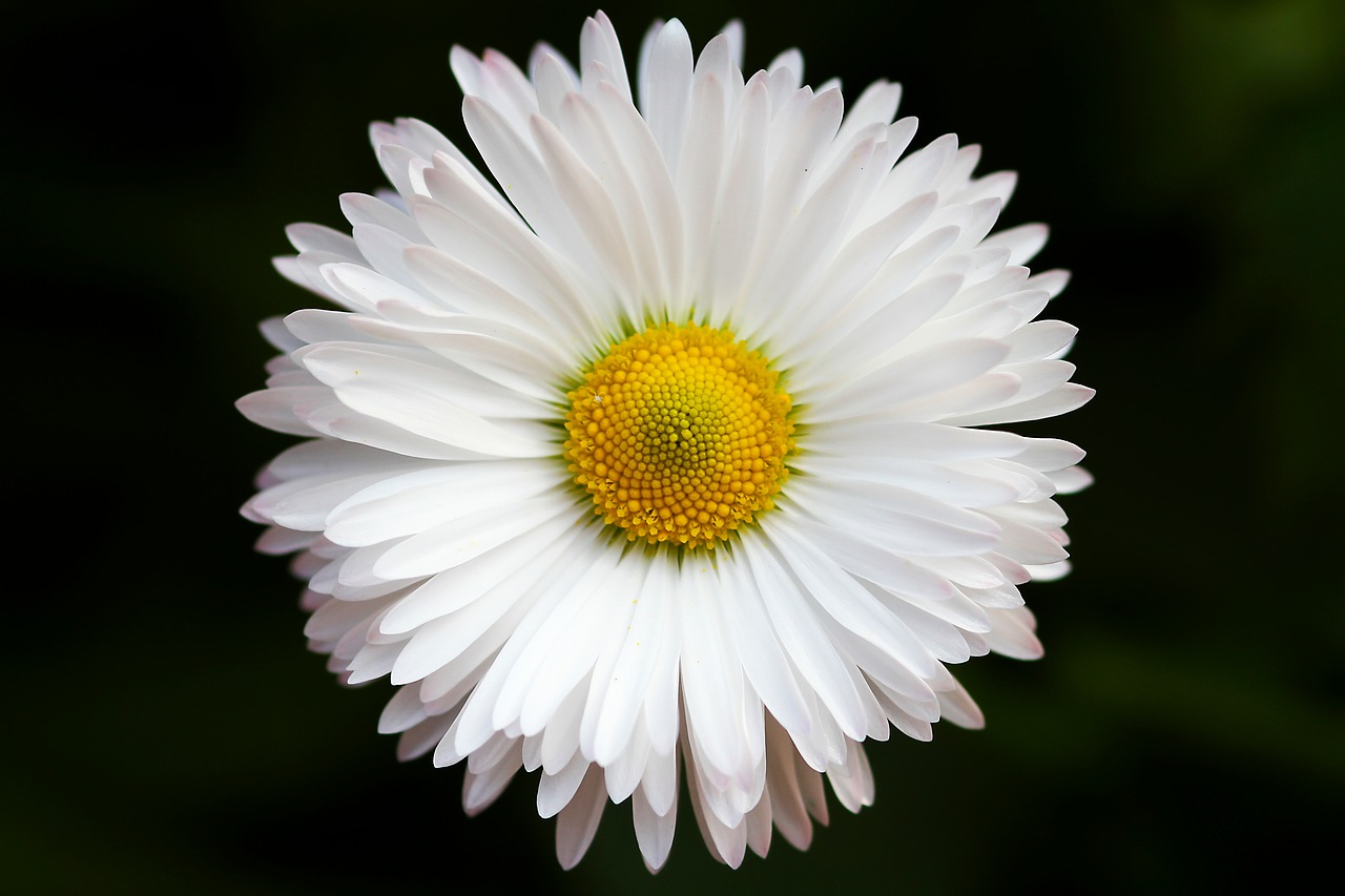 flower white petal free photo