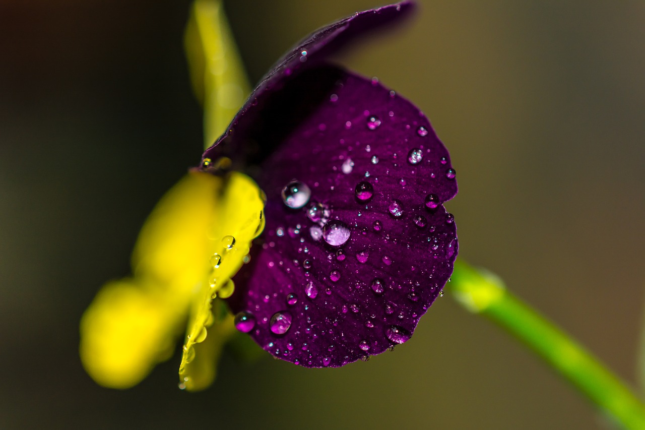 flower petal violet free photo