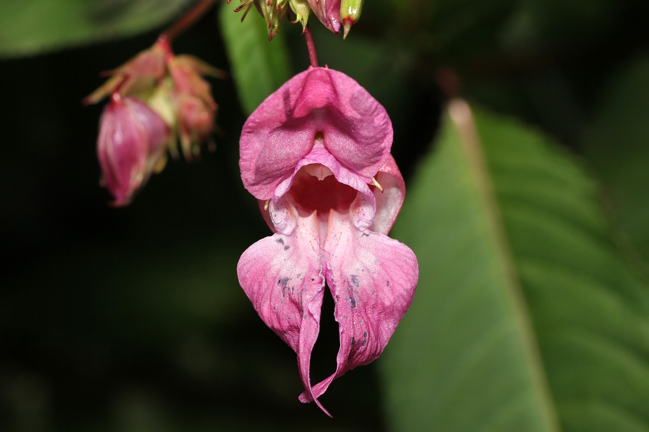 flower sprinkle mouth free photo