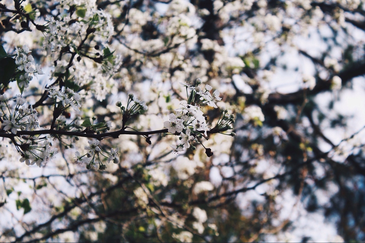 flower white petal free photo