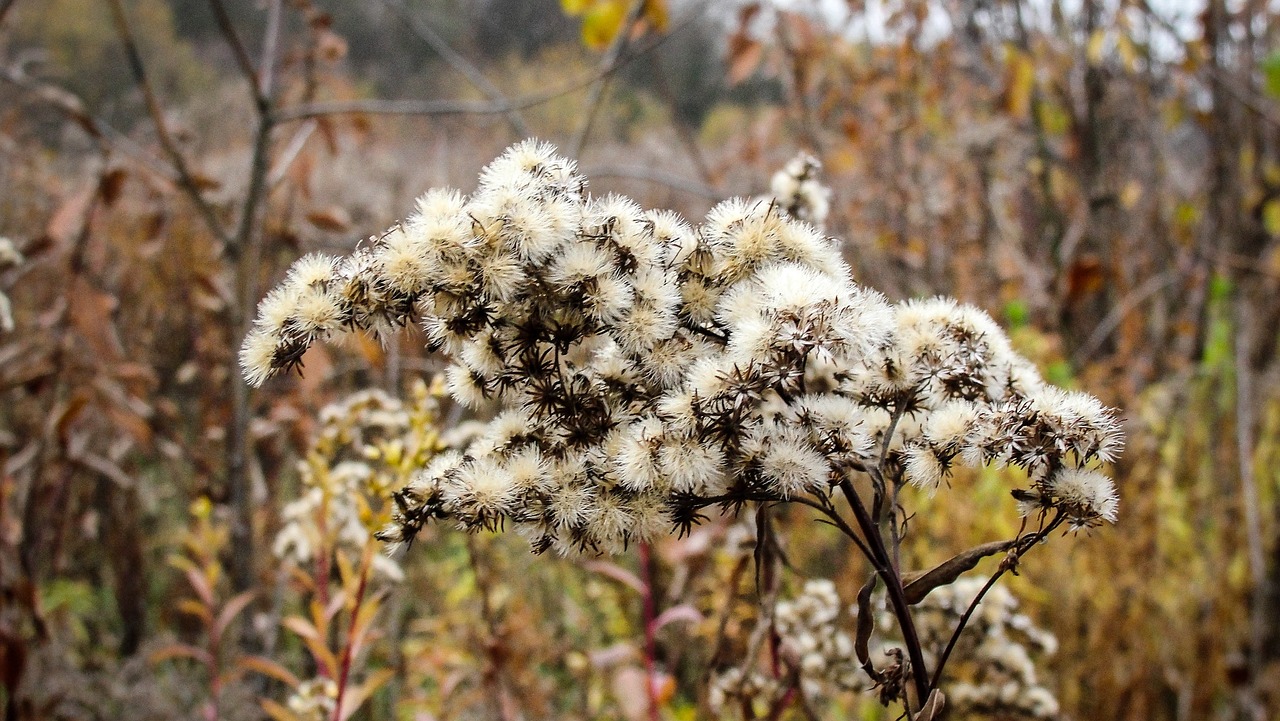 flower plant nature free photo