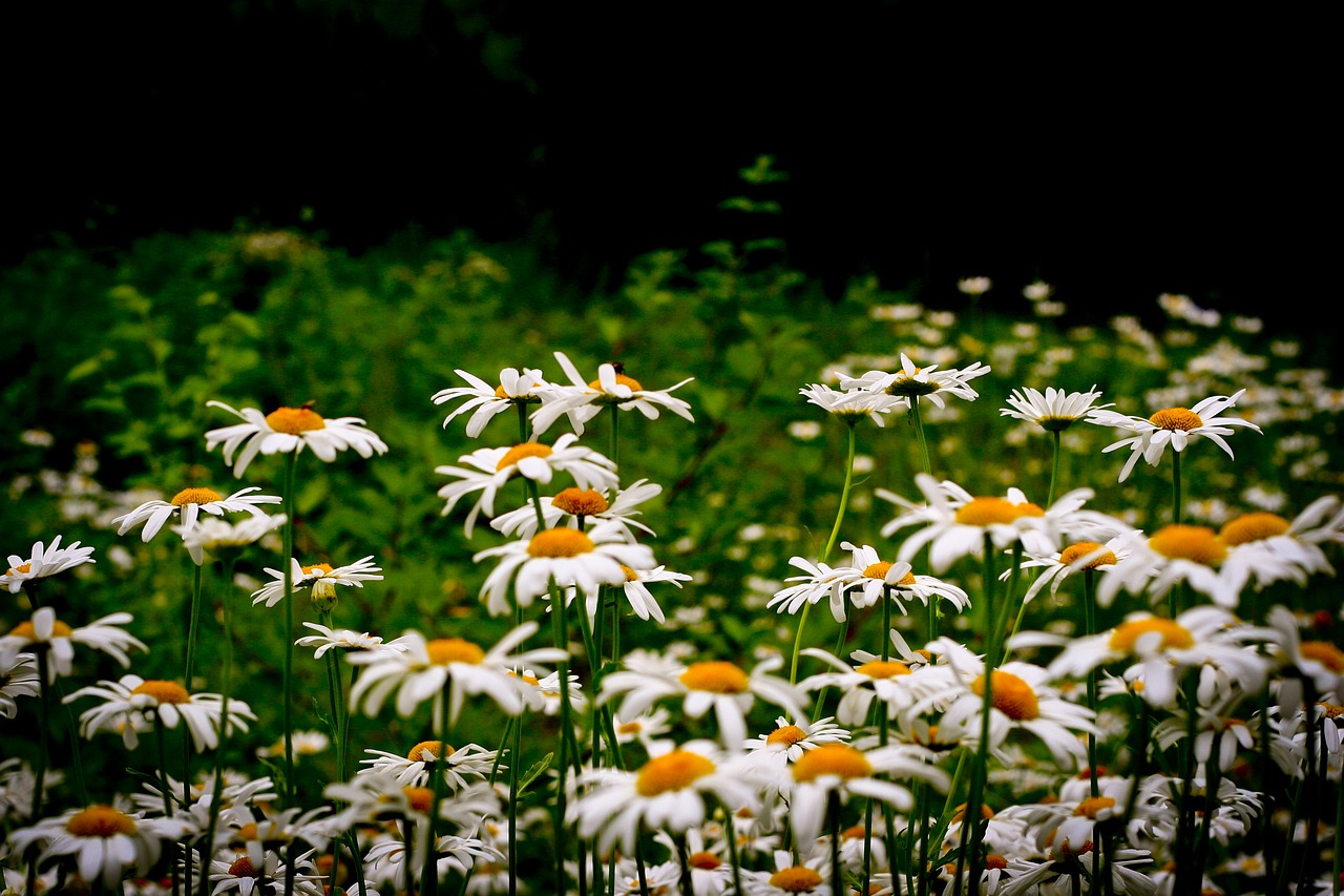 flower bloom petal free photo