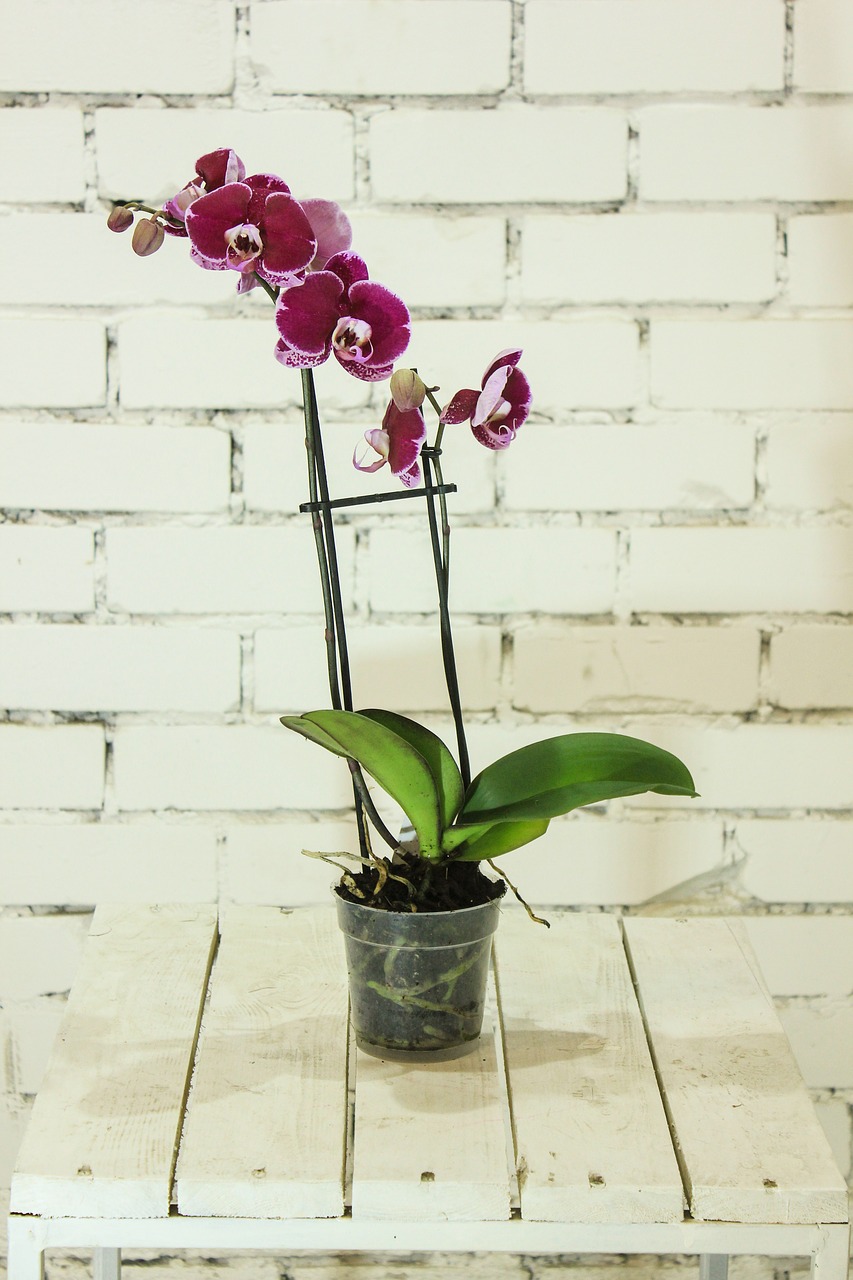 flower plant orchid free photo