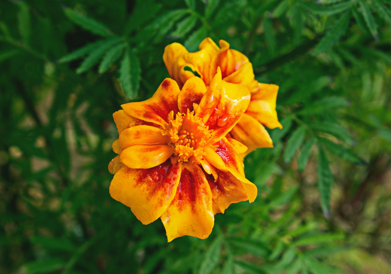 flower green leaf free photo