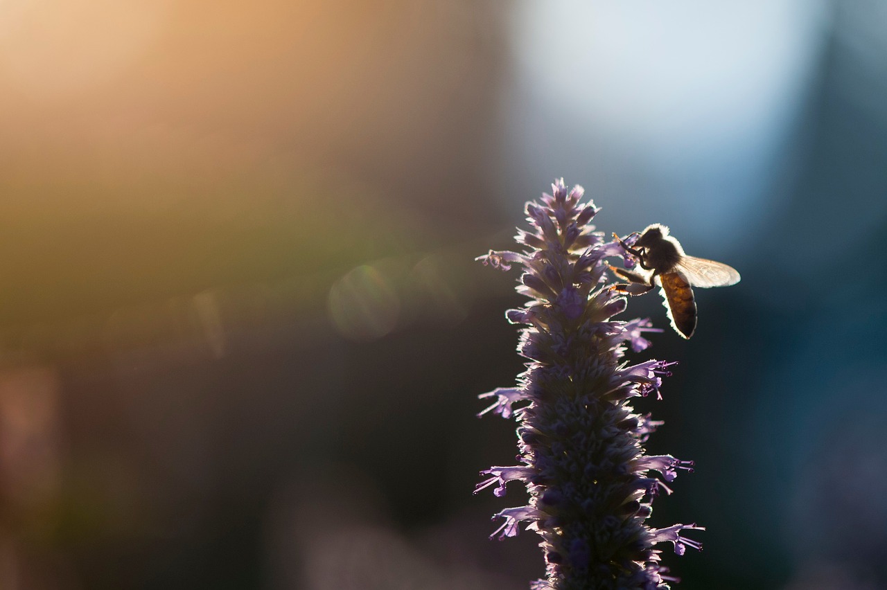 flower bee insect free photo