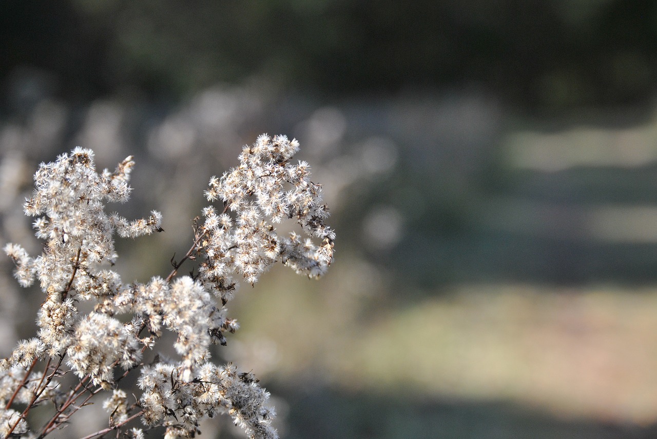 flower nature outdoors free photo