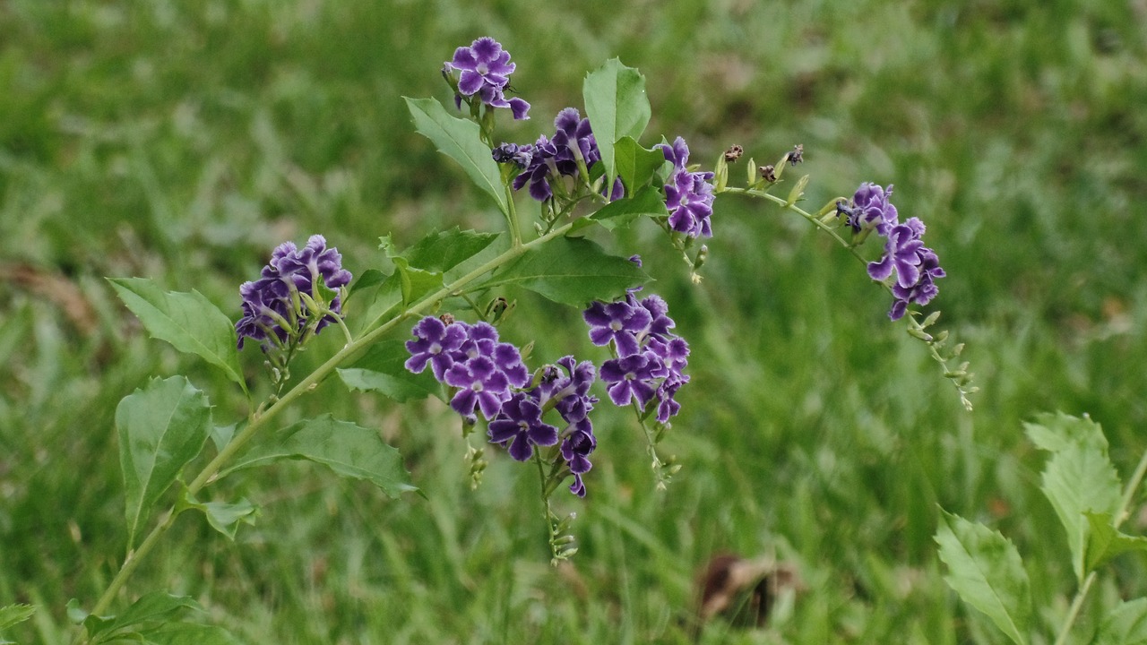 flower garden purple free photo