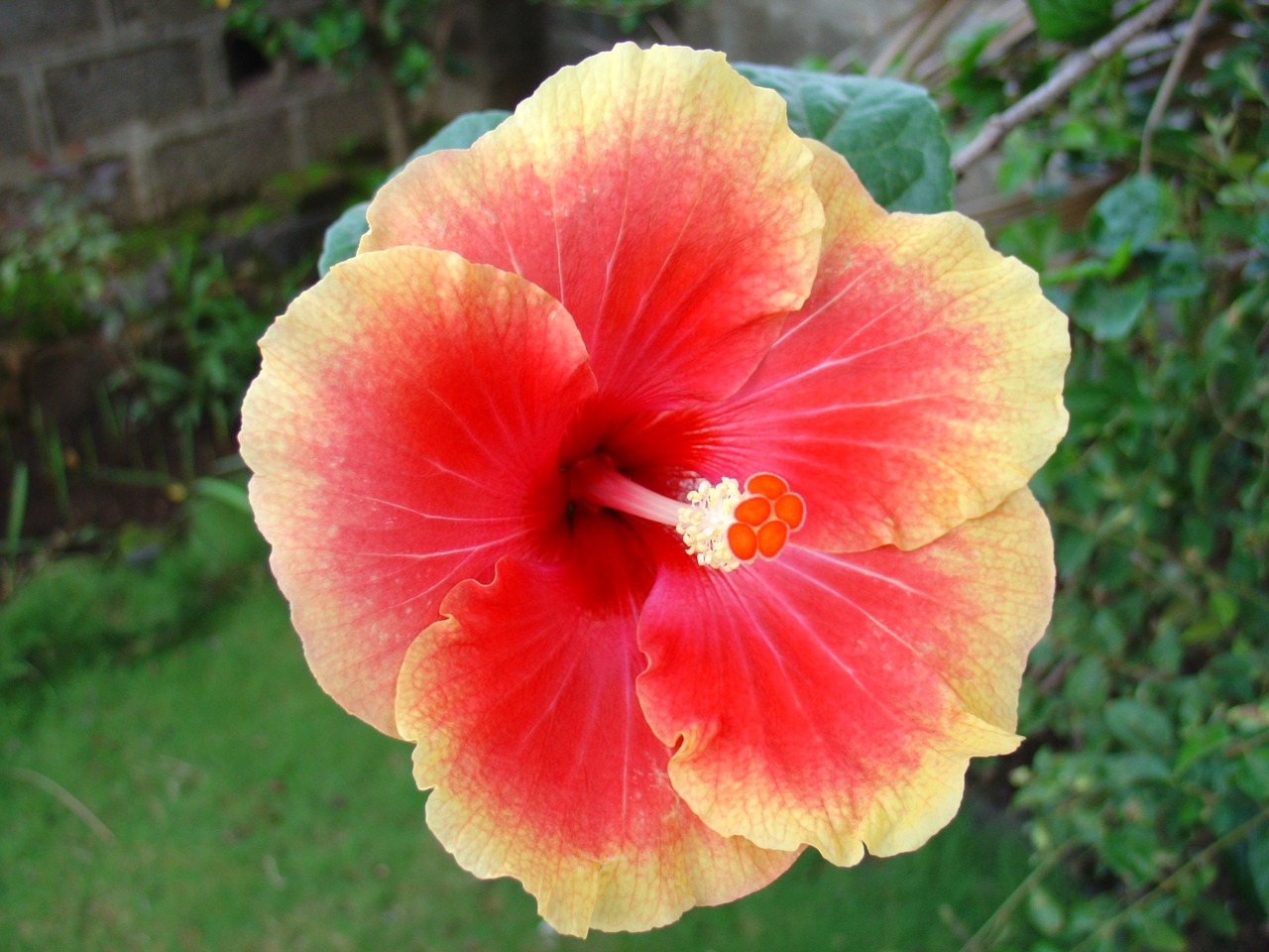 flower hibiscus blossom free photo