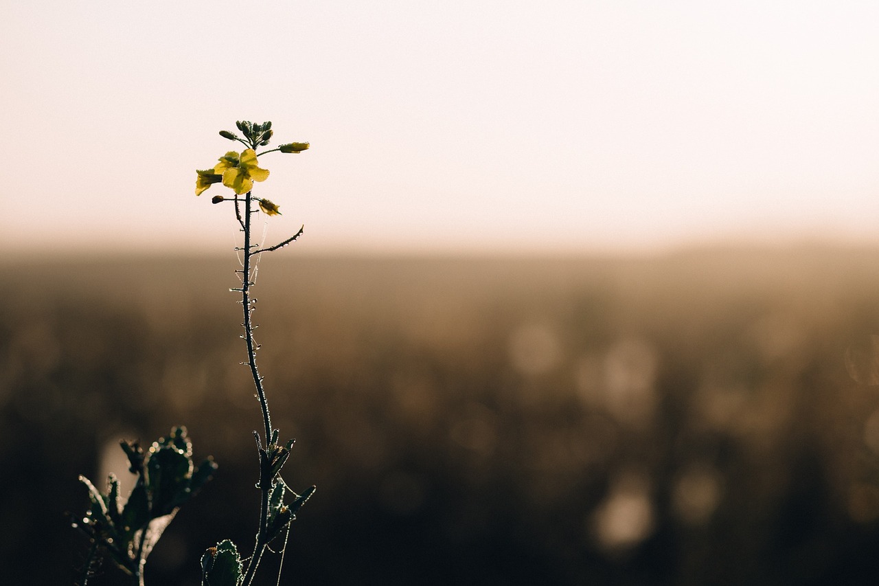 flower plant nature free photo