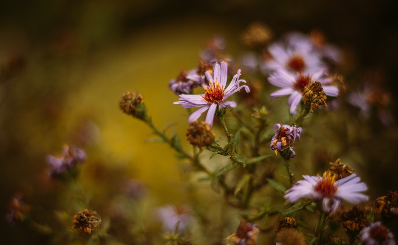 flower plant garden free photo