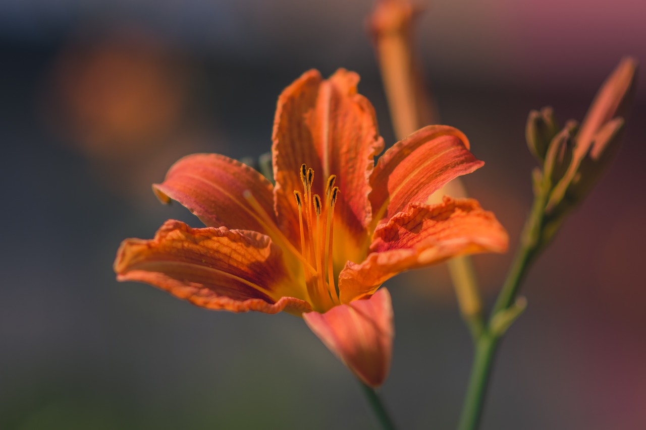 flower bloom petal free photo