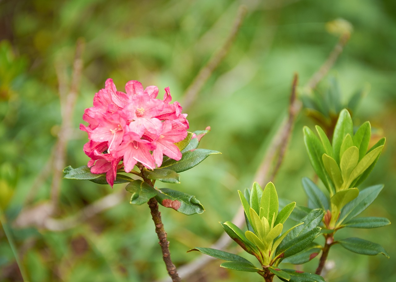 flower red petal free photo