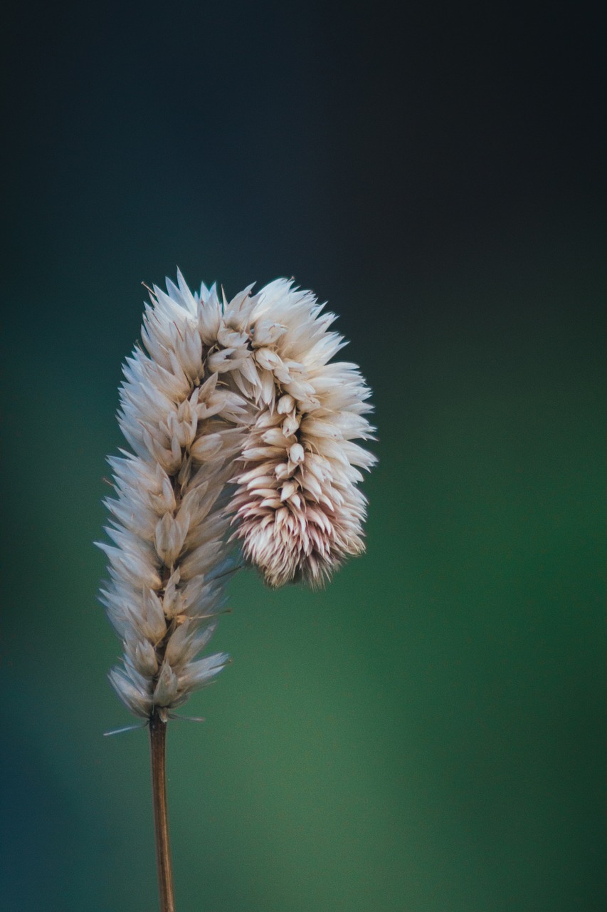 flower plant nature free photo