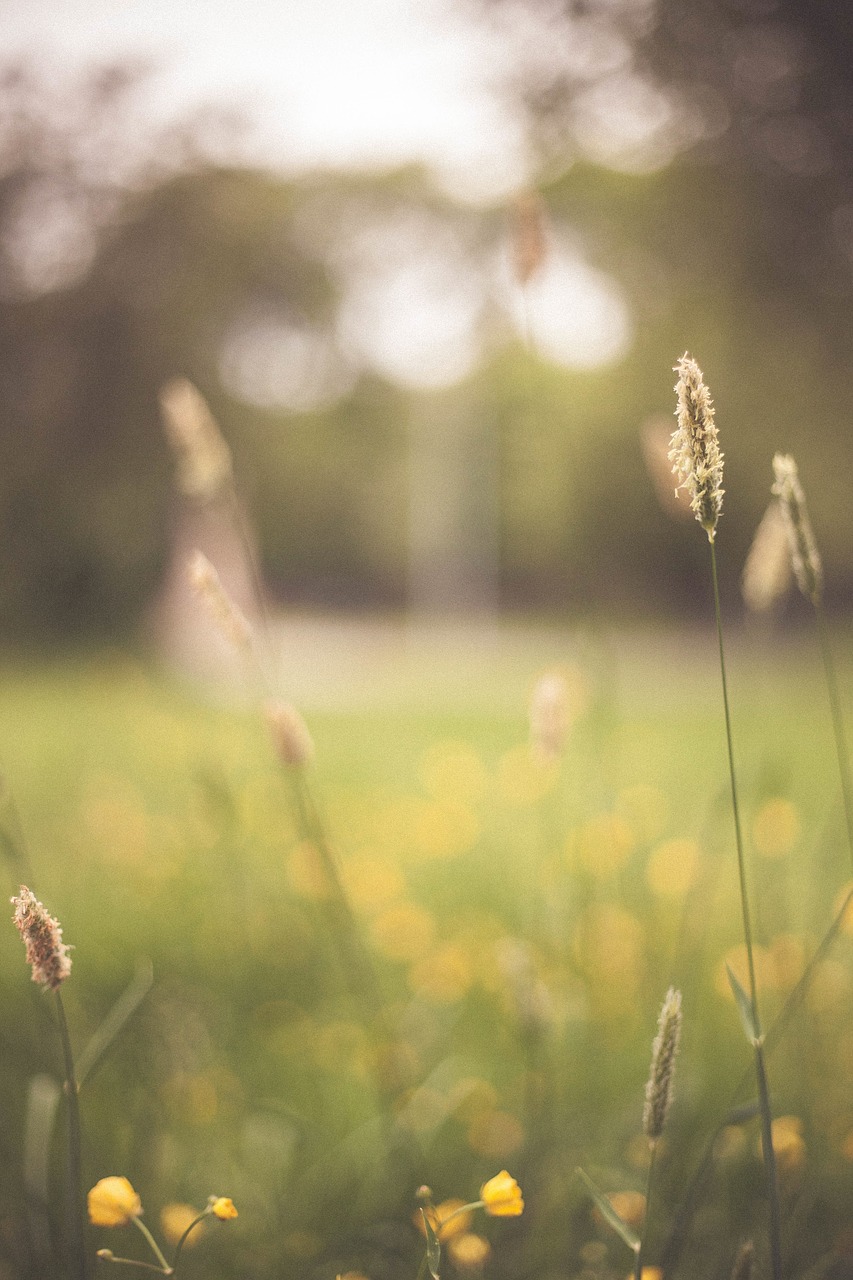 flower plant grass free photo