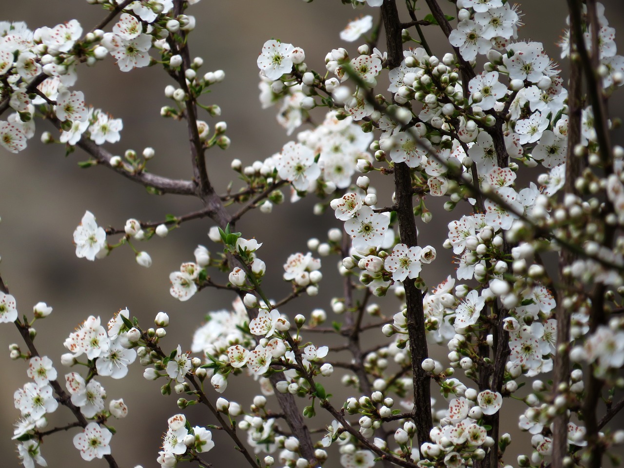 flower bloom white free photo