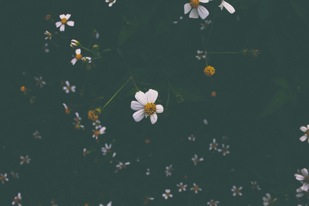 flower white petal free photo