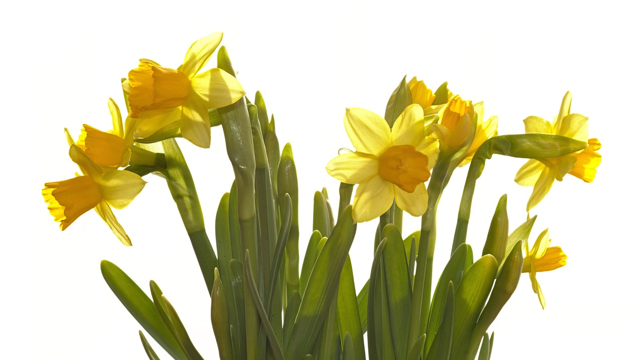 flower bloom yellow free photo