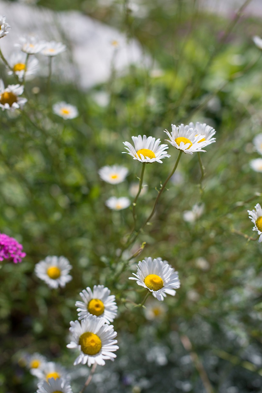 flower white petal free photo