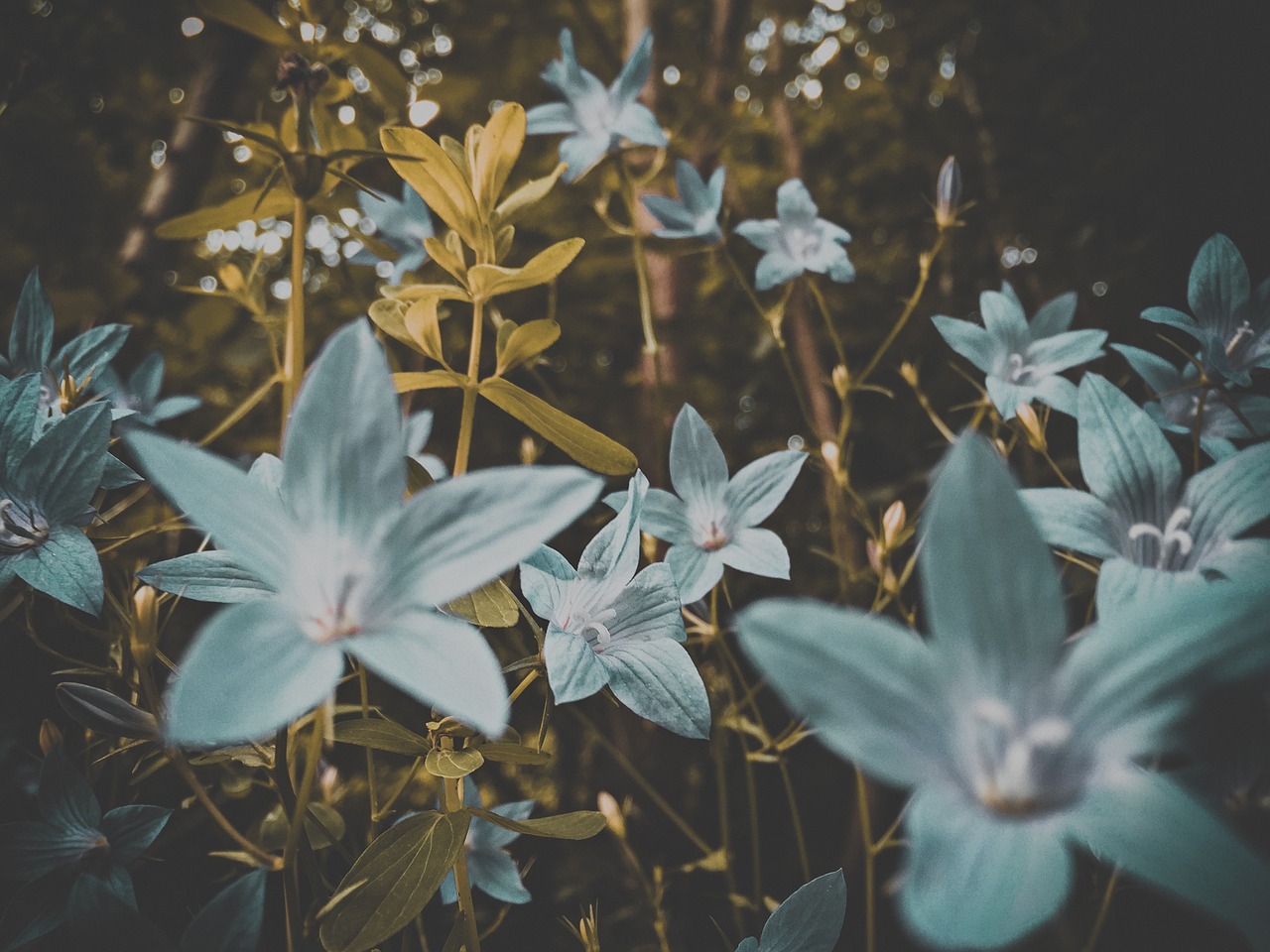 flower bloom white free photo