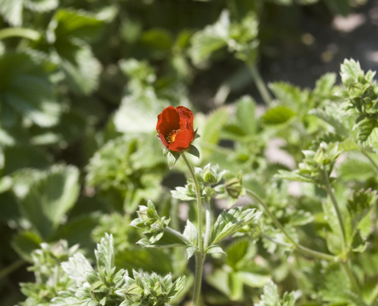 flower red mountain flowers free photo