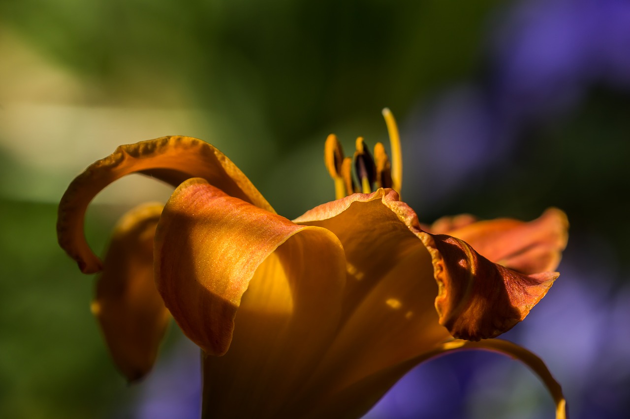 flower garden lily free photo