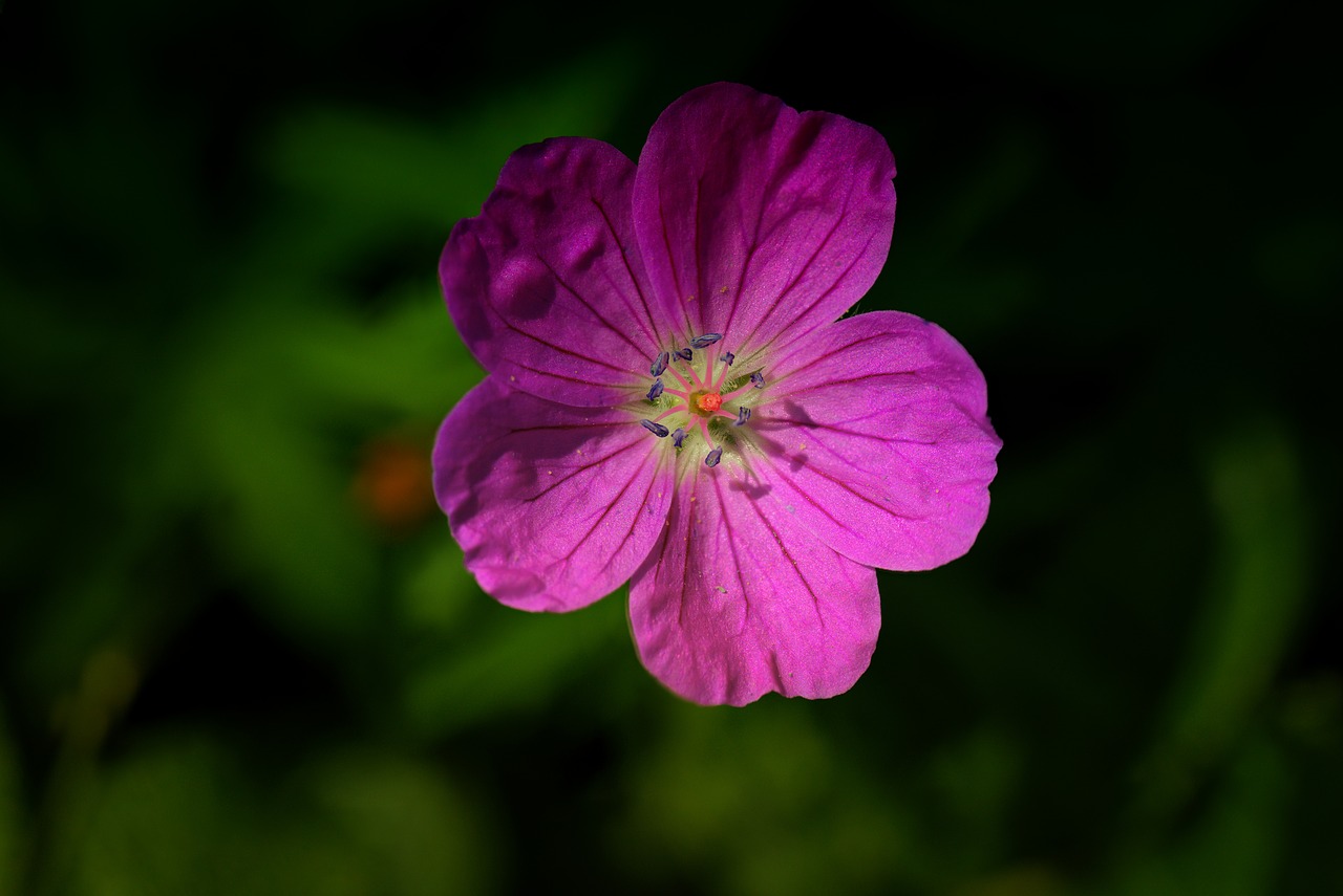 flower bleed nature free photo