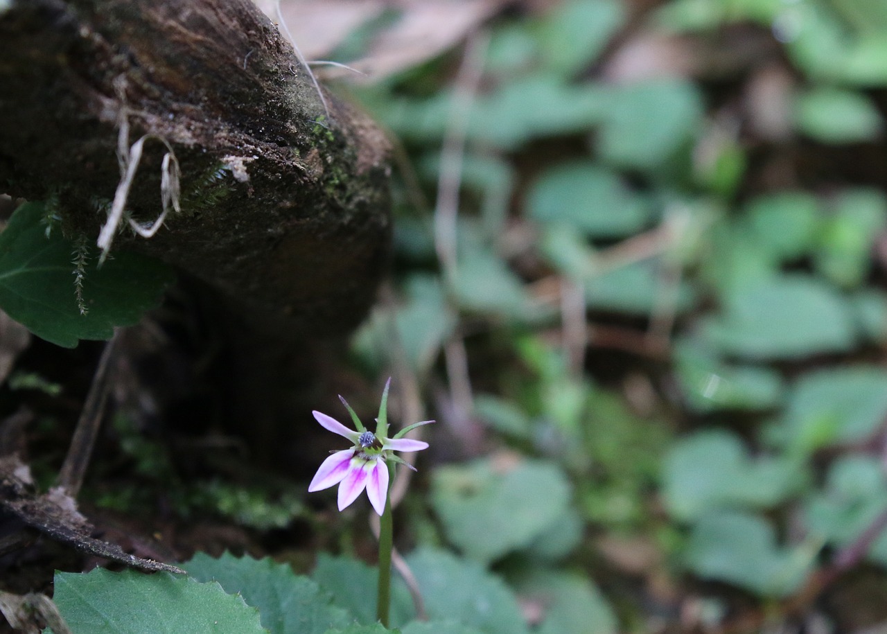 flower throat the leaves free photo