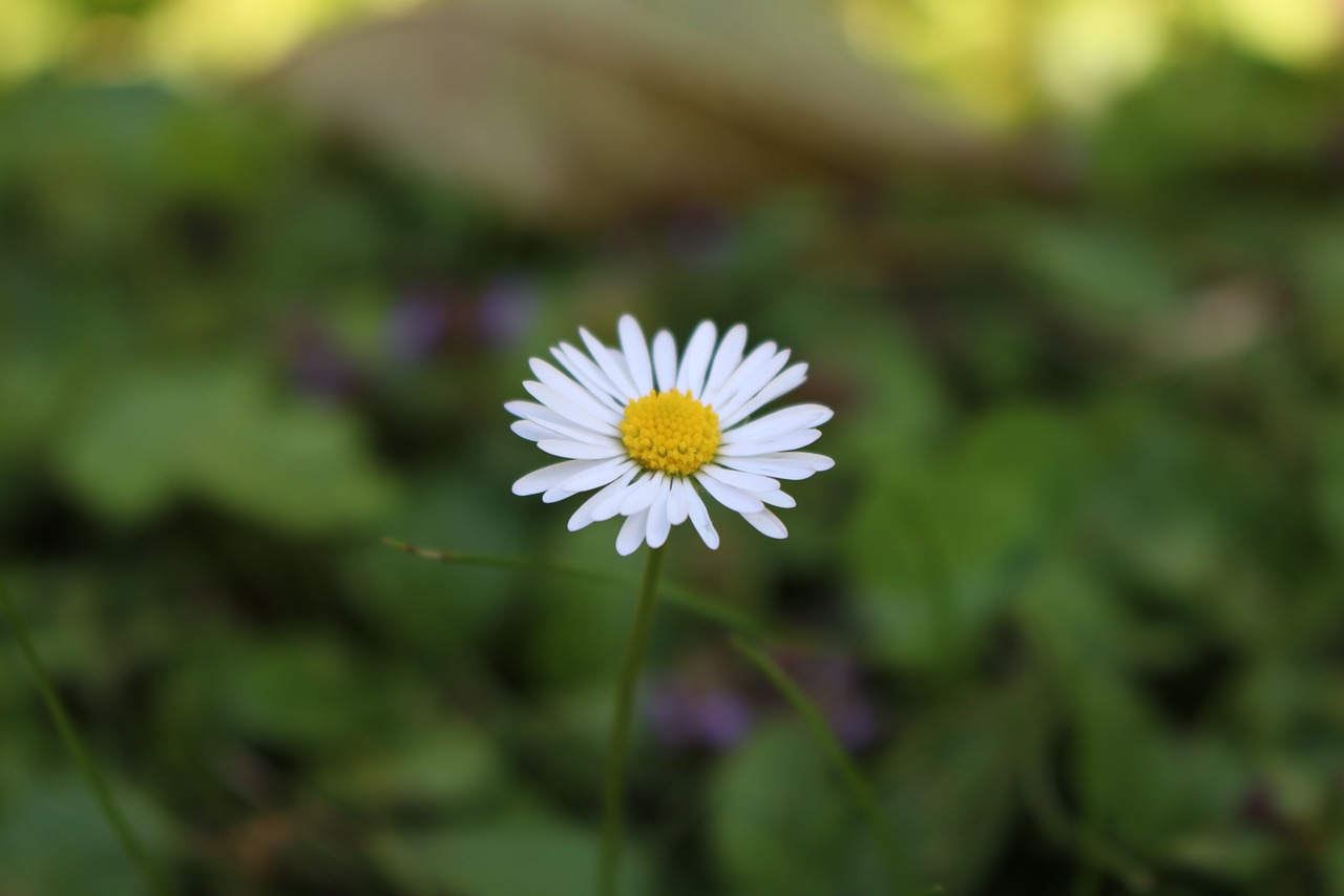 flower macro close free photo