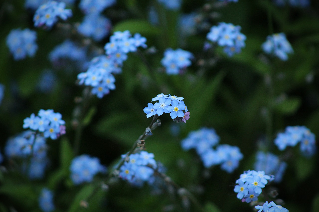 flower blossom plant free photo