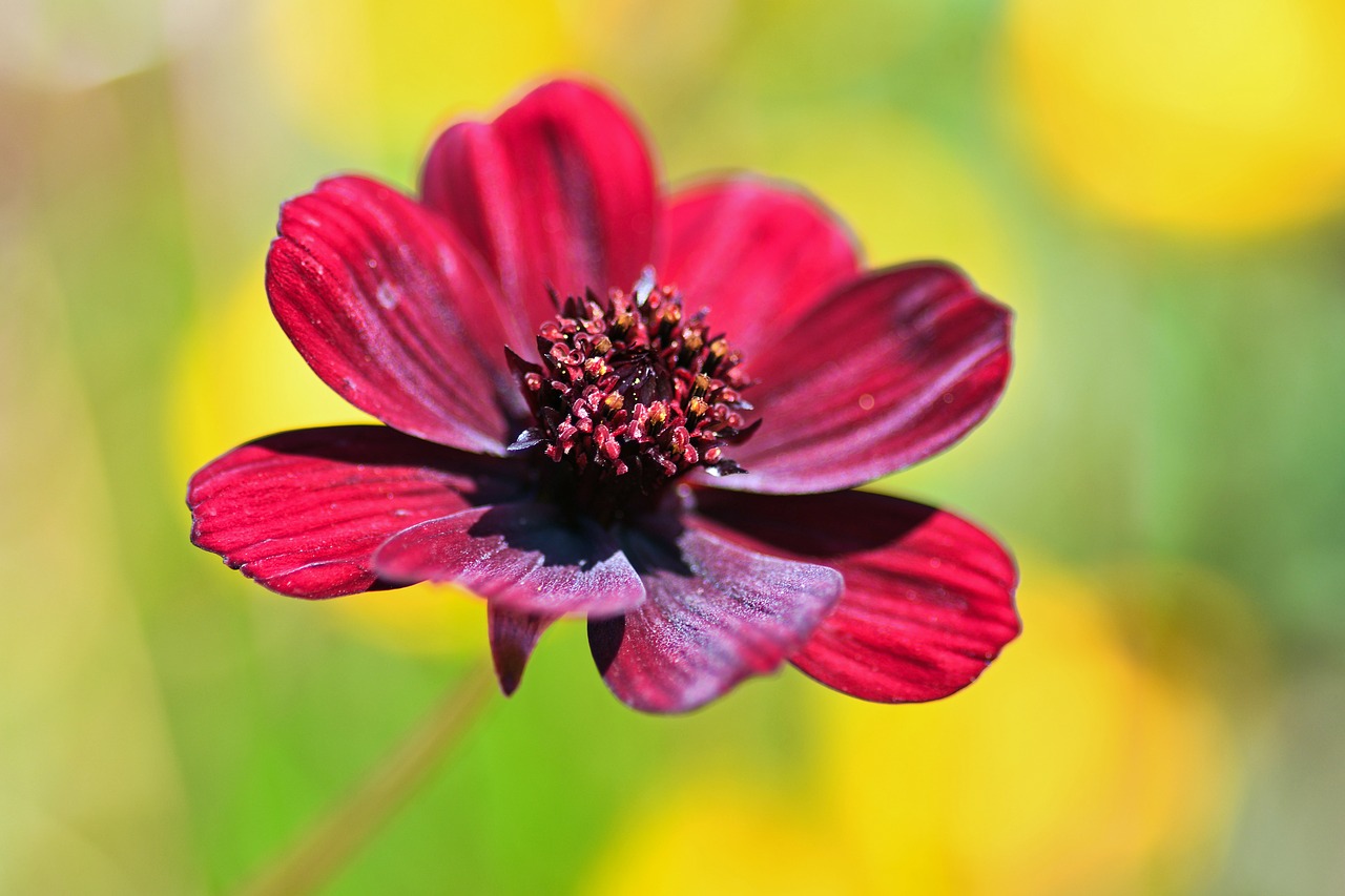 flower red macro free photo