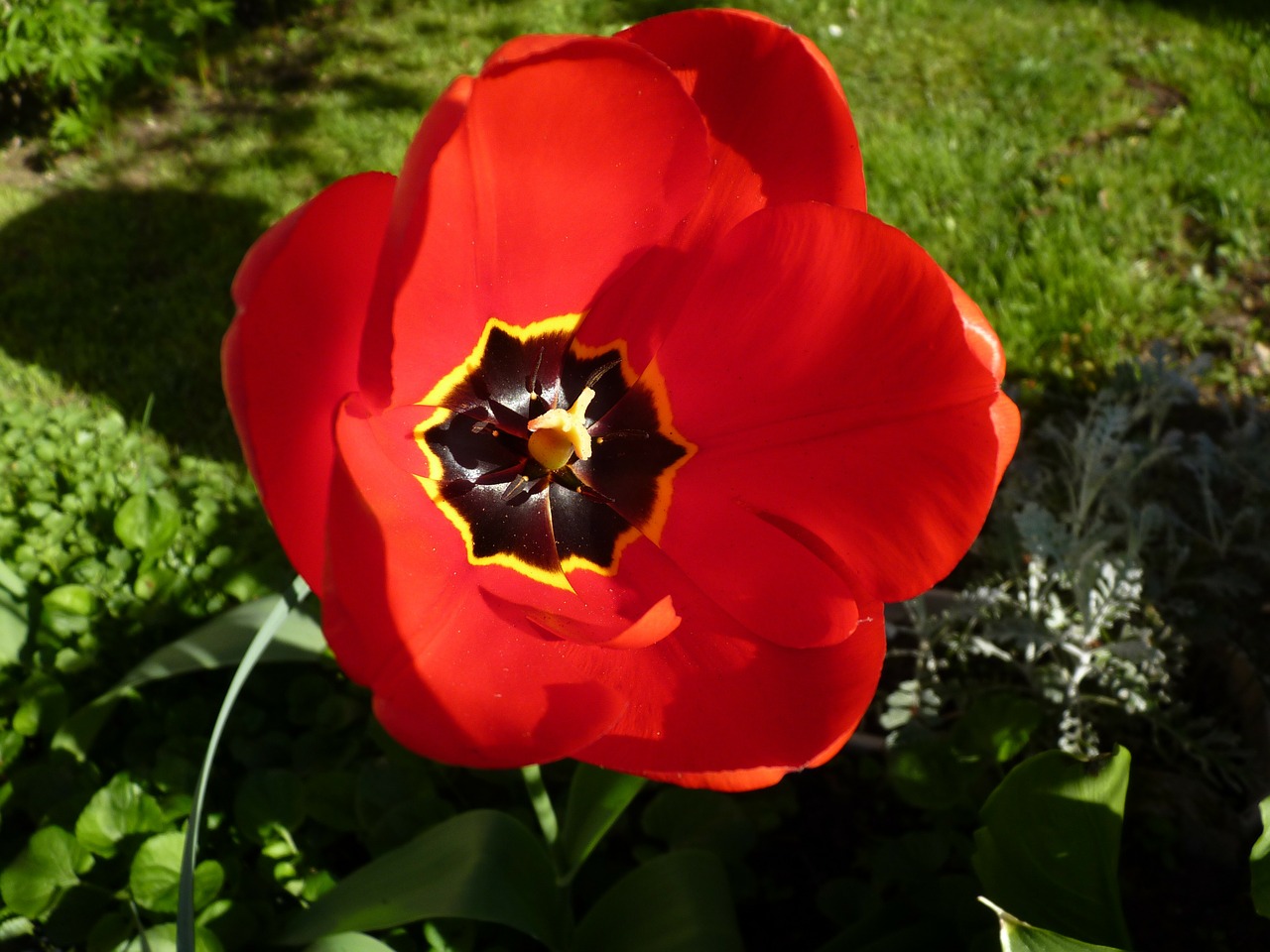 flower red close up free photo