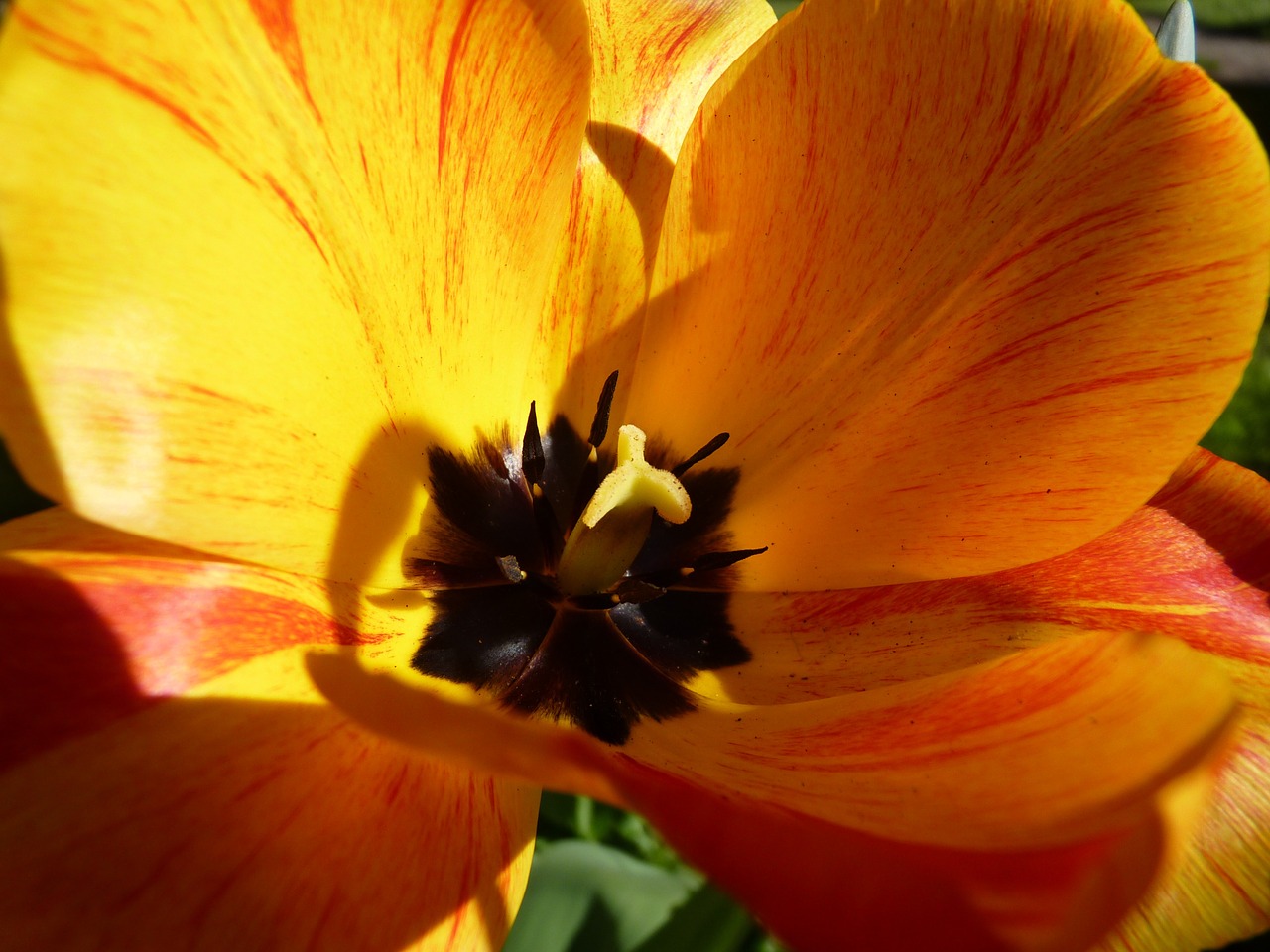 flower yellow macro free photo