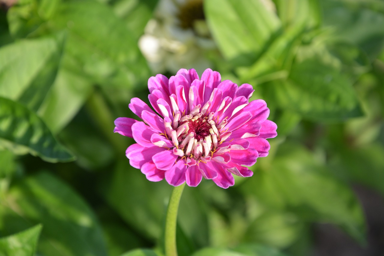 flower petal pink free photo