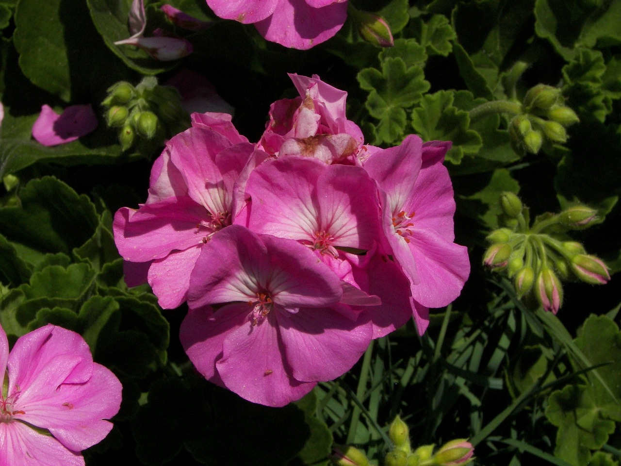 flower geranium pink free photo