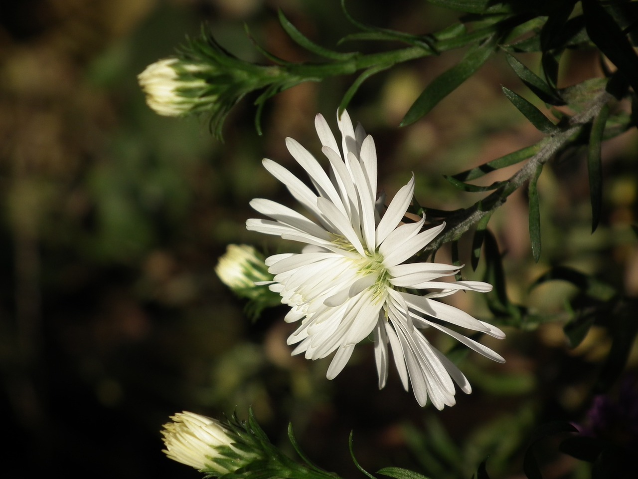 flower chrysanthemum white free photo