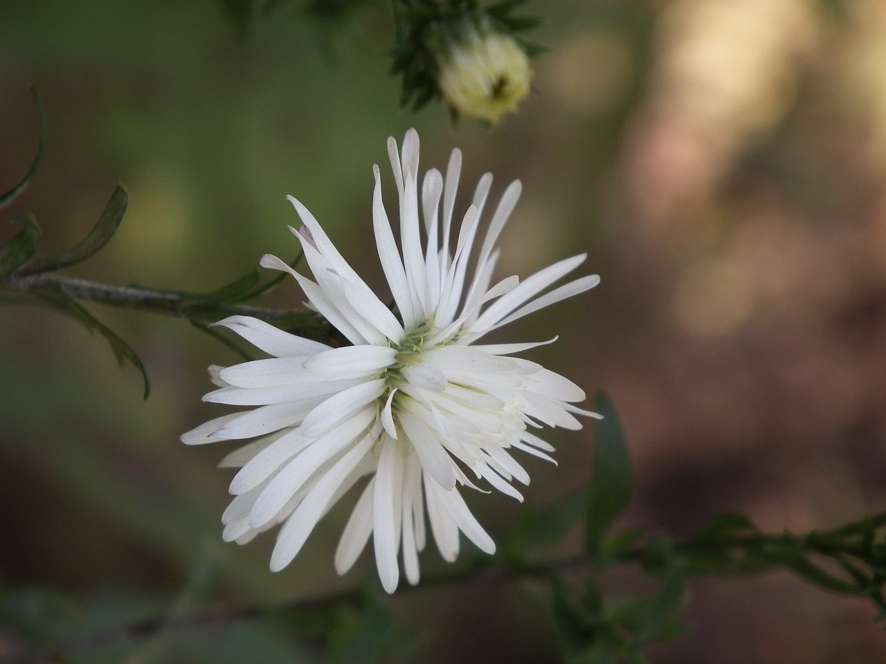 flower chrysanthemum white free photo