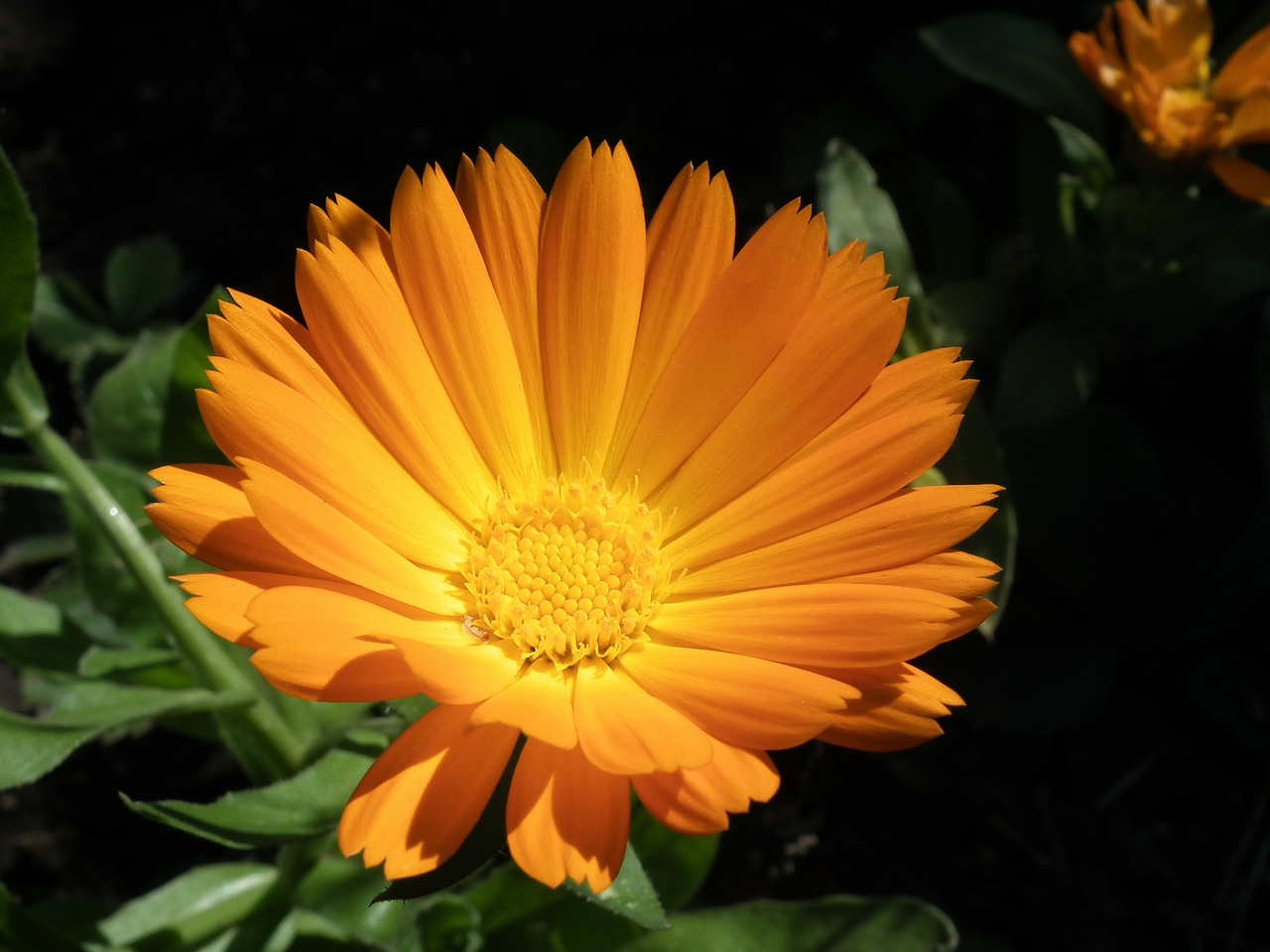 flower orange calendula free photo