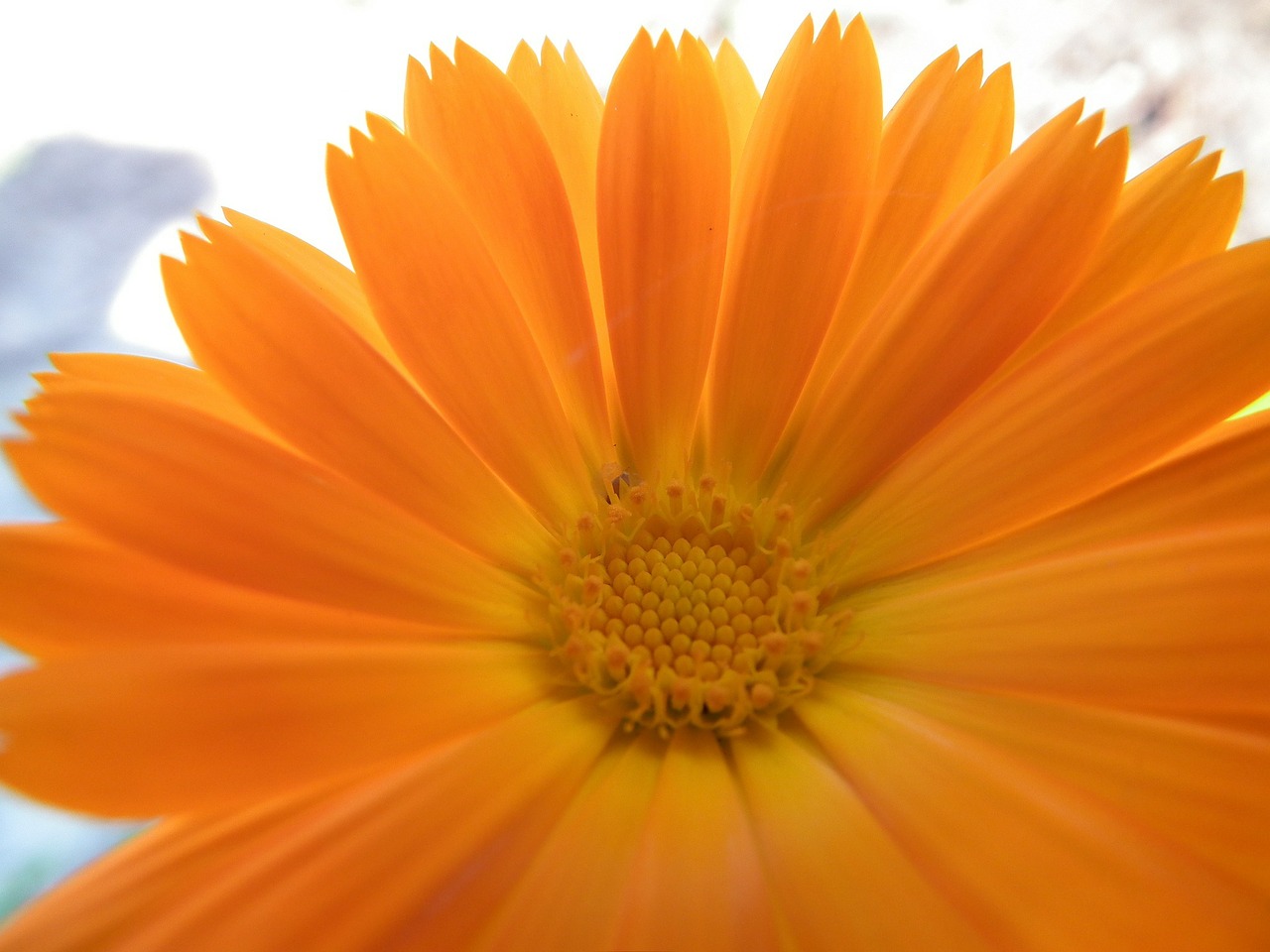 flower orange calendula free photo