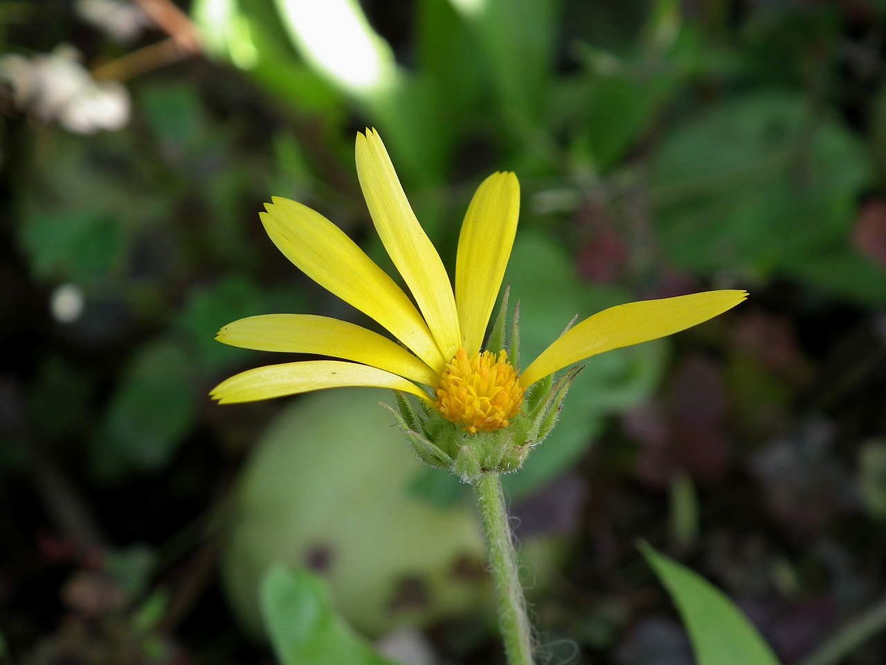 flower yellow calendula free photo