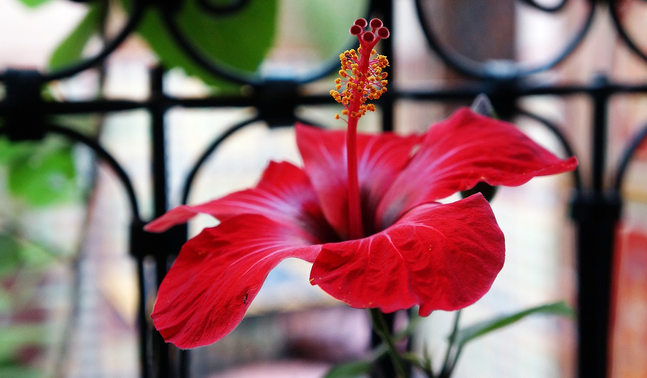 flower plant botanical free photo