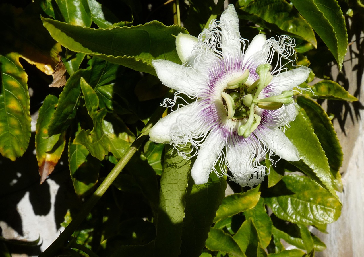 flower climbing vine free photo