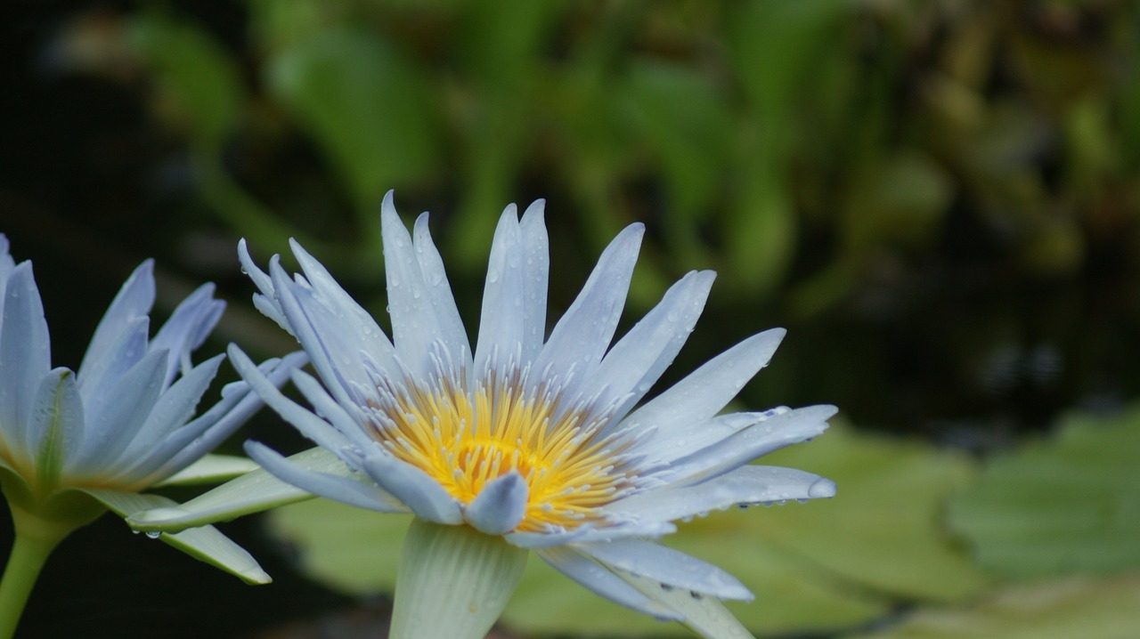 flower floral lily free photo