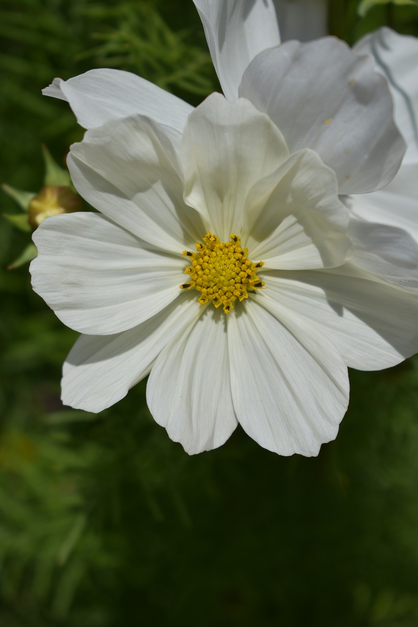 flower white white flower free photo