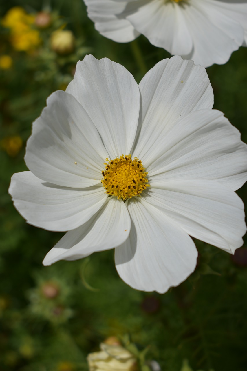 flower close blossom free photo