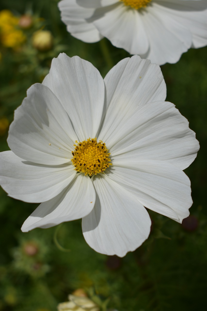 flower white summer free photo