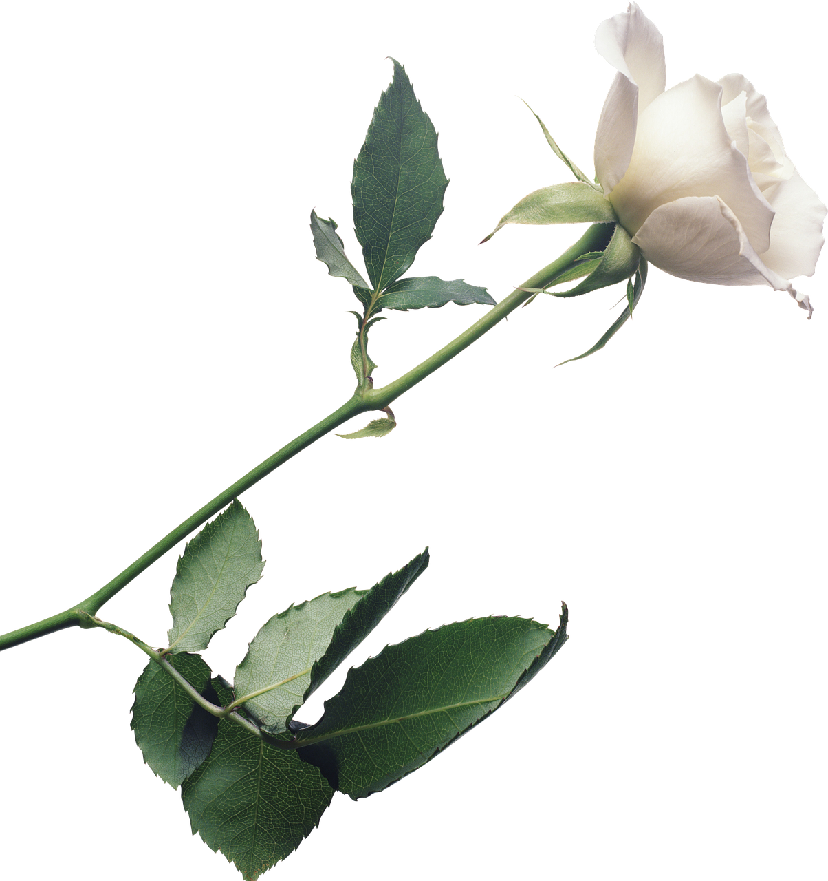 flower rose white free photo